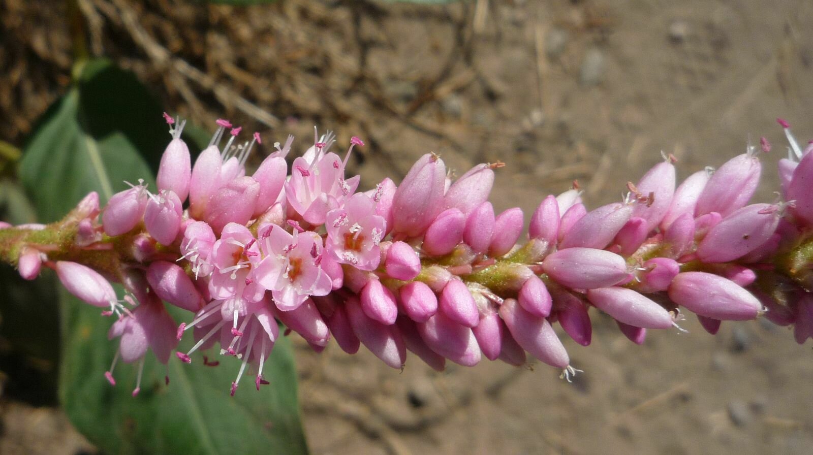 High Resolution Persicaria amphibia Flower